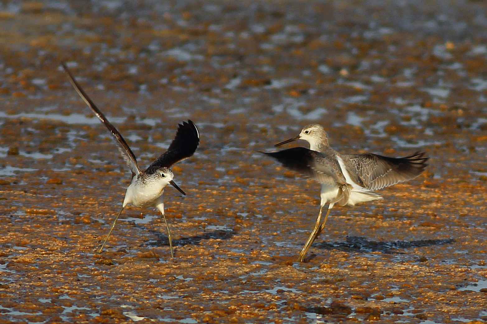 Marsh Sandpiper